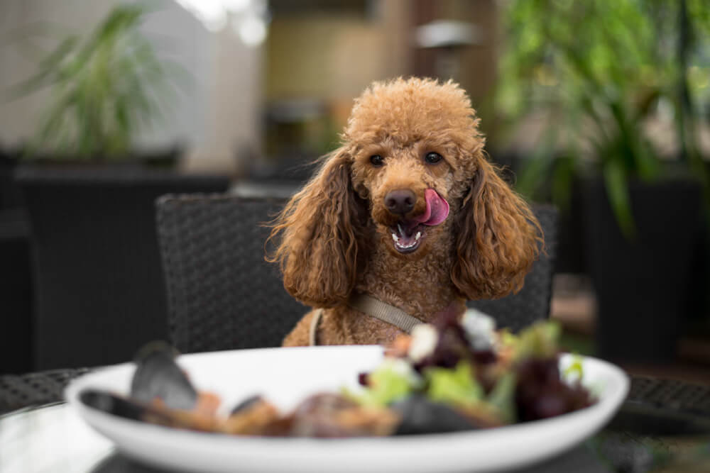 Perros en restaurantes: ¿son realmente un problema de higiene?