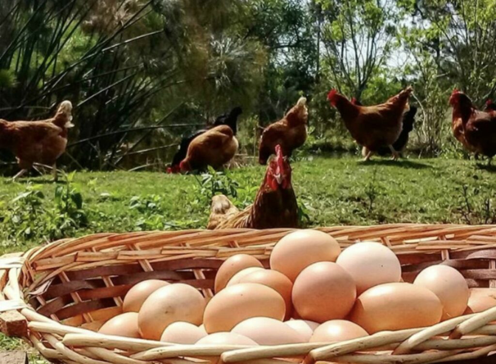 ¿Cómo saber si un huevo está malo? Respondemos todas las preguntas sobre el huevo