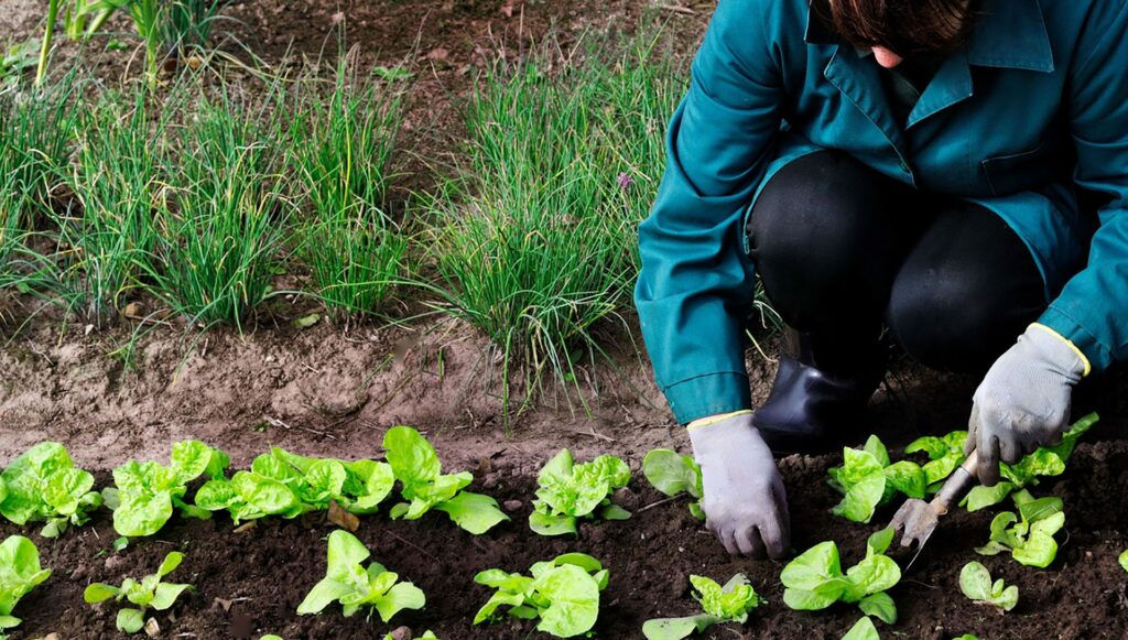 Requisits de l’agricultura ecològica